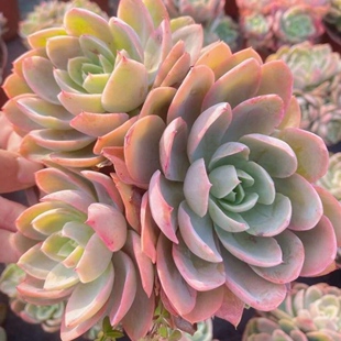 3颗 丝绸面纱 多肉植物无根砍头苗 有根种苗小苗 盆栽花卉 易养活