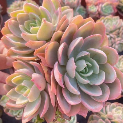 3颗 丝绸面纱 多肉植物无根砍头苗 有根种苗小苗 盆栽花卉 易养活