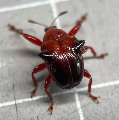 牛角象鼻虫象甲未整姿干虫昆虫甲虫标本裱框制作教学研究学习素材