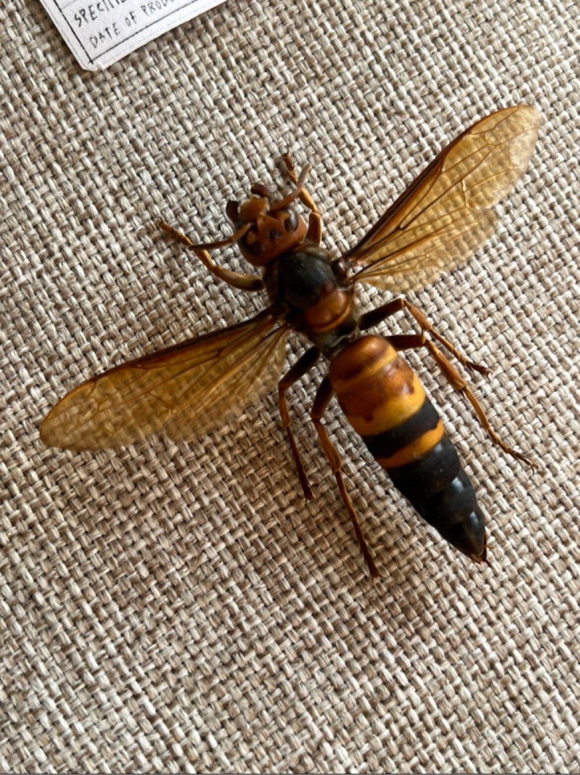 大型大黄蜂胡蜂金环蜂a1未整姿原虫昆虫相框标本生命科学研究分类