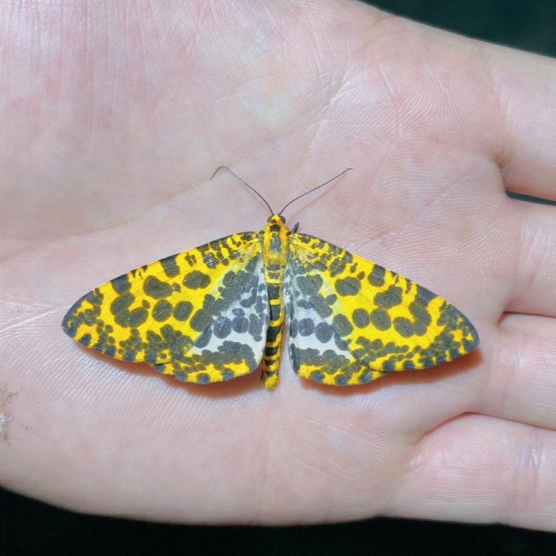 豹尺蛾属a1未整姿原蛾飞蛾蝴蝶昆虫标本定制科学兴趣爱好教学仪器
