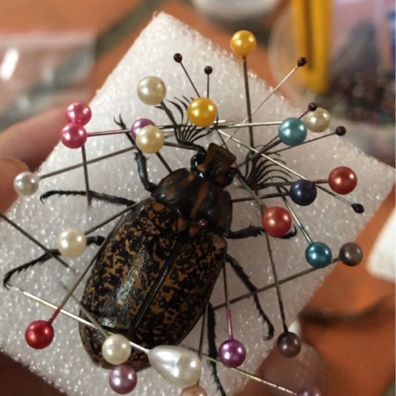 大型鳃金龟 a1未整姿原虫 昆虫甲虫标本制作儿童动手能力培养科教