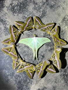 绿尾大蚕蛾A1/-未整姿原蛾飞蛾蝴蝶昆虫标本场景素材教学仪器定制