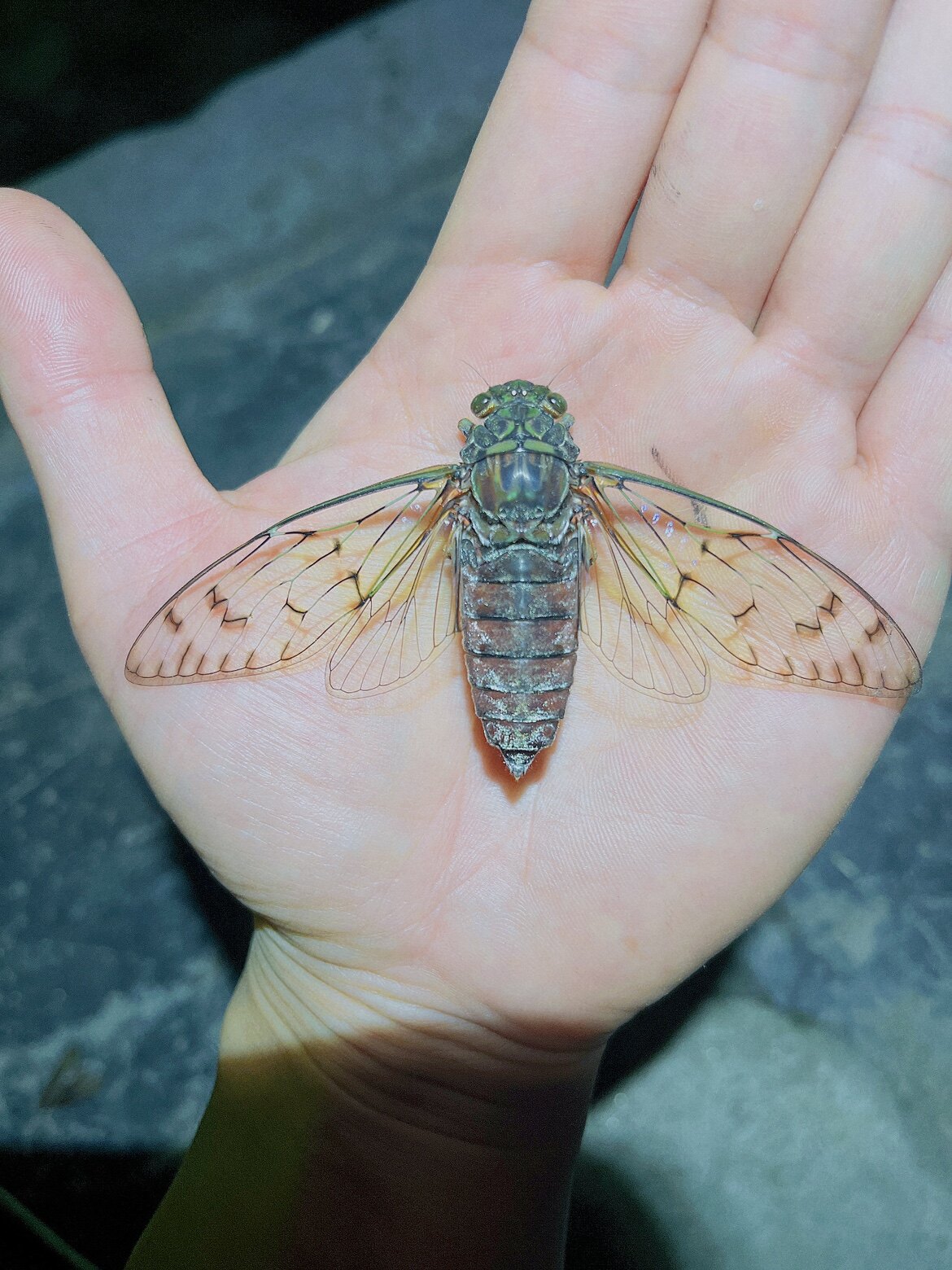 寒蝉知了猴a1未整姿昆虫甲虫标本兴趣爱好手工diy制作装饰裱框