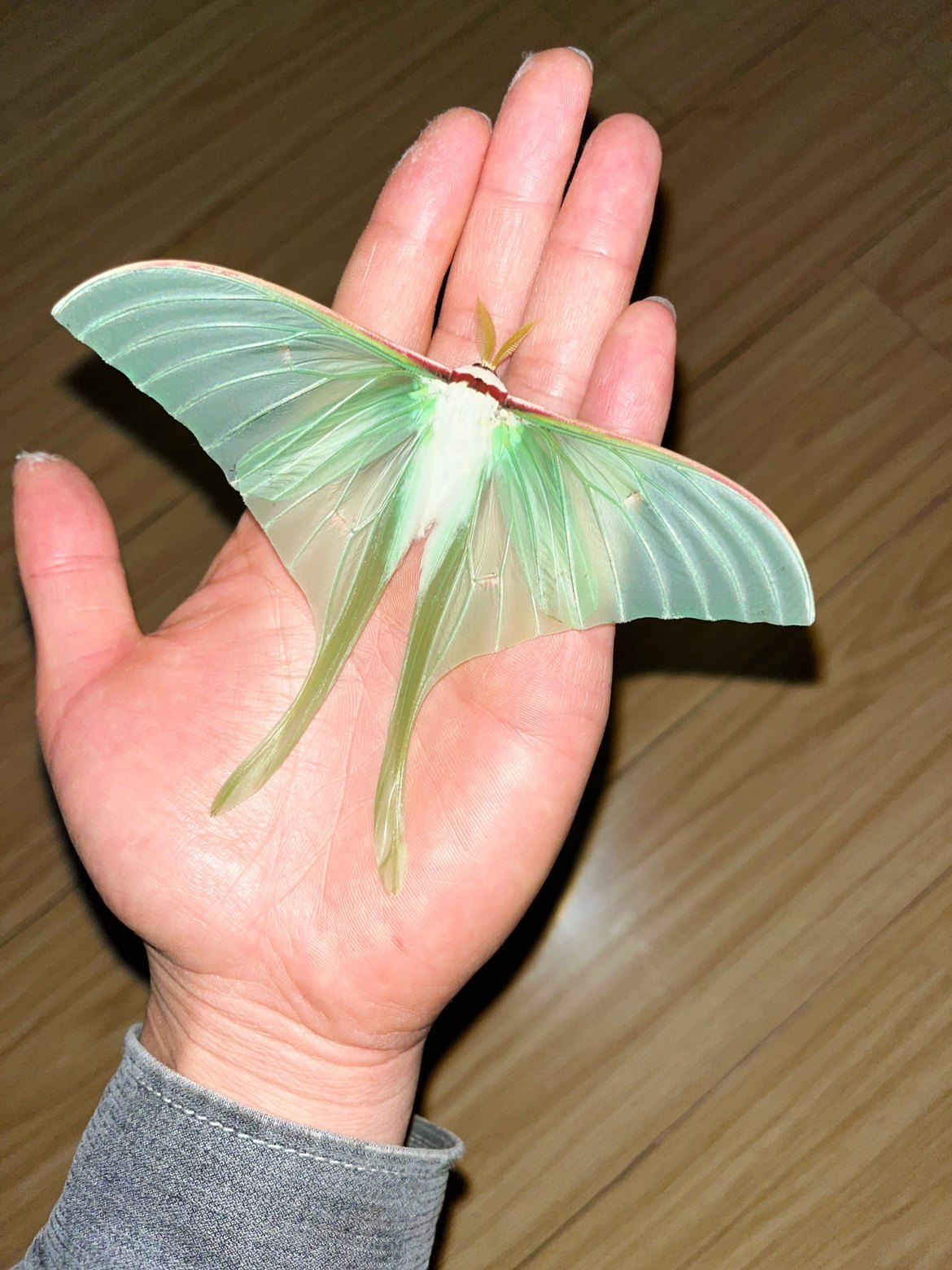 无鳞绿尾大蚕蛾天蚕蛾 A1未展翅原蛾飞蛾蝴蝶昆虫标本手工diy定制