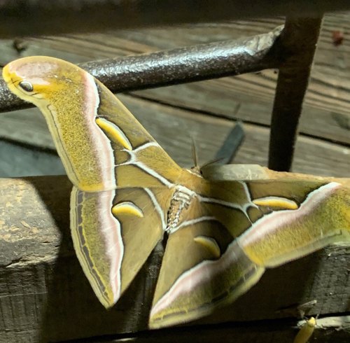 樗蚕蛾 眉目大蚕蛾 蛇头天蚕蛾 A1原蛾 飞蛾蝴蝶昆虫标本 家装饰