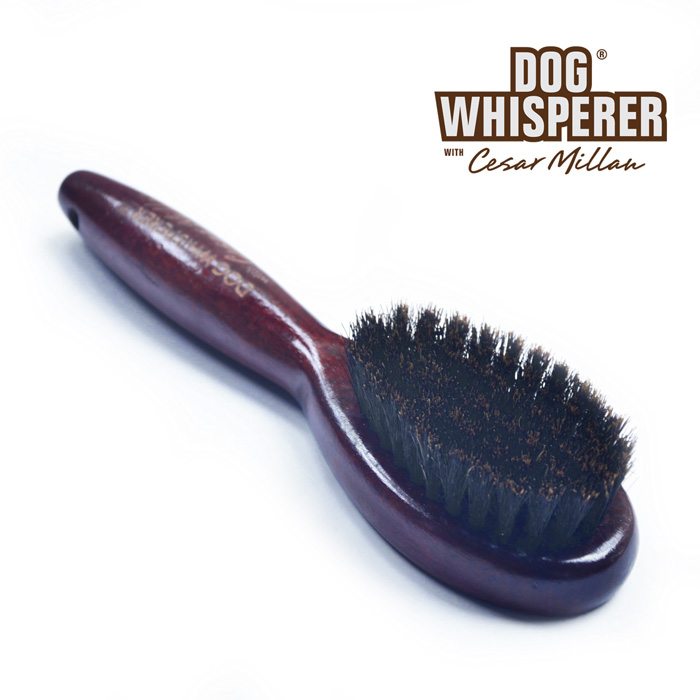 小八商店 短毛犬梳美国 Dog Whisperer猪鬃鬃毛梳亮毛护毛按摩刷