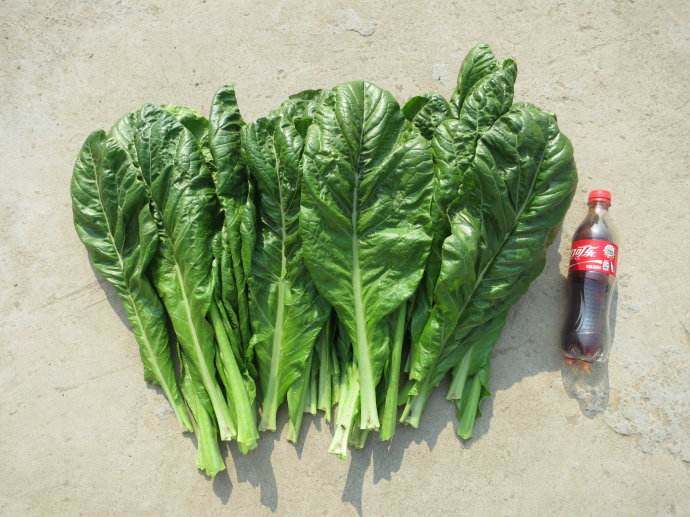 现摘新鲜蔬菜青菜金华三月青落汤青 兰溪特产大仙菜500g自产自销,水产肉类/新鲜蔬果/熟食,莼菜,淘宝优惠券,粉丝福利购,淘宝优惠卷