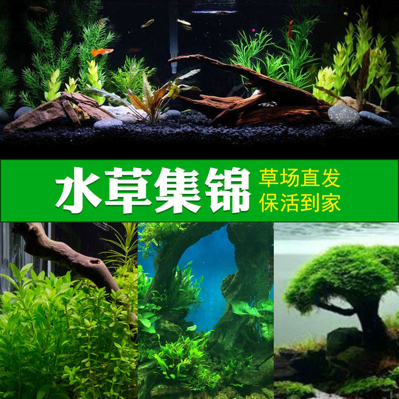 鱼缸水草包邮莫斯草 图片 价格 多少钱 什么值得买