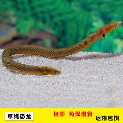 虎纹底层草绳古代白化大花龙鱼