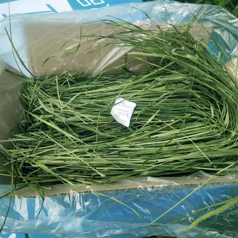 全国包邮烘干提摩西草1KG烘干北提兔子龙猫荷兰猪豚鼠干草牧草粮