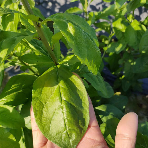 可食用枸杞叶菜新鲜可煲汤火锅炒菜清肝明目整根枸杞菜枝带叶蔬菜