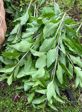 新鲜现摘现发枸杞菜采摘枸杞叶带枝四季煲汤食用枸杞菜叶现摘纯叶