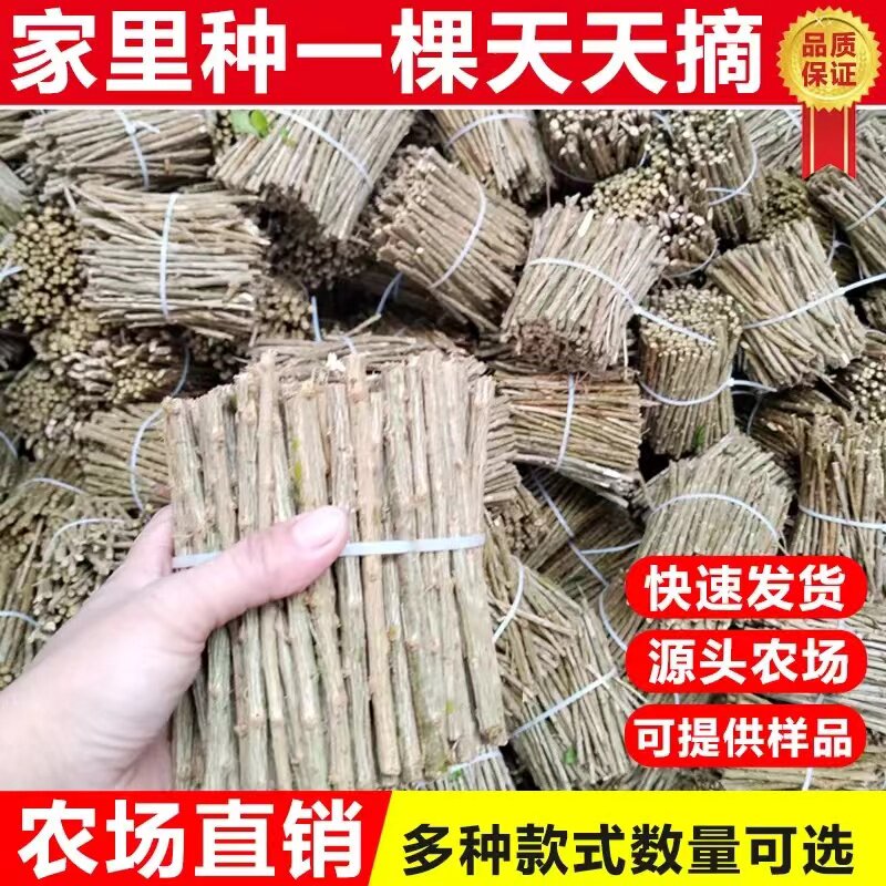 广东枸杞菜枸杞苗庭院明目清肝图片