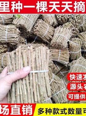 广东枸杞菜枸杞苗庭院明目清肝