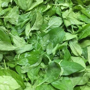 新鲜枸杞叶枸杞菜煮汤枸杞嫩叶蔬菜纯叶子四季食用农产品广东发货