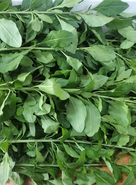 广东新鲜野菜枸杞菜带枝条养生四季明目枸杞叶现摘纯叶煲汤枸杞叶