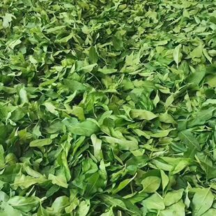 新鲜枸杞叶四季枸杞嫩叶蔬菜纯叶子农家肥种植清热食用可食用叶子