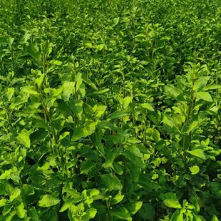 新鲜绿叶菜现采现发枸杞嫩叶枸杞叶菜枸杞头野菜枸杞菜叶应季蔬菜