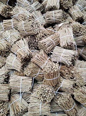 广东大叶高产枸杞树苗四季可种新鲜蔬菜食用枸杞菜苗阳台盆栽绿植