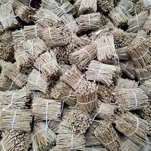 广东大叶高产枸杞树苗四季可种新鲜蔬菜食用枸杞菜苗阳台盆栽绿植