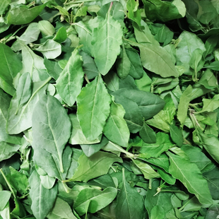 枸杞新鲜清火蔬菜做菜煲汤枸杞叶食用枝带叶现摘去叶枸杞嫩叶明目