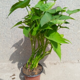 食用地瓜叶新鲜专吃叶子的红薯叶苗当季蔬菜番薯叶苕尖喂乌龟