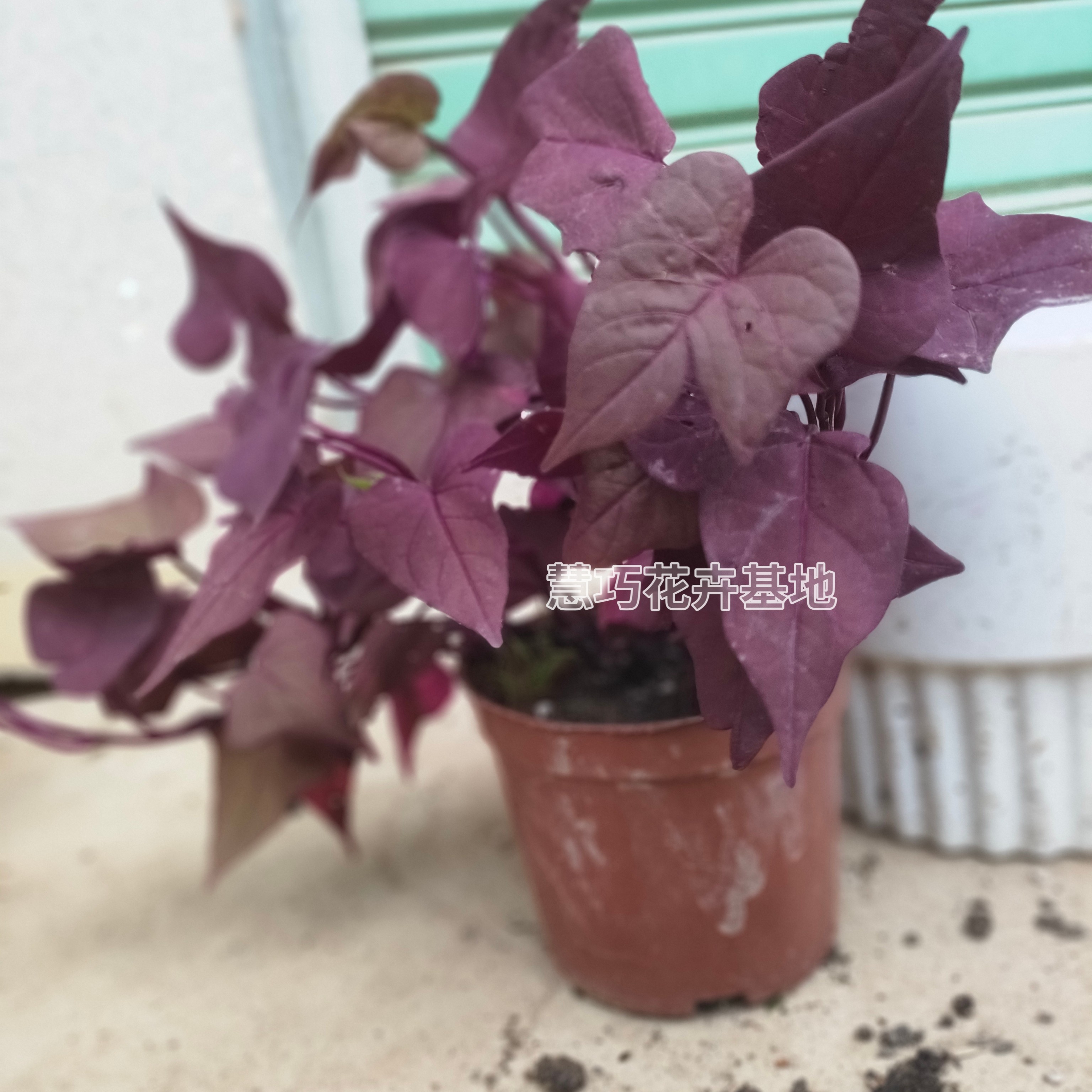 阔叶红莲草盆栽花镜植物阳台庭院桌面绿植