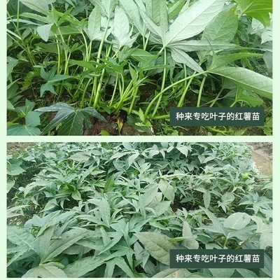 食型五叉叶薯苗种植藤不长红苗藤转吃叶红薯苗红苕尖苗种薯植