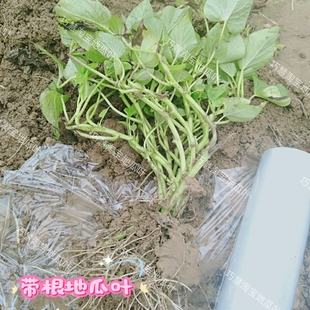 台湾红薯苗食叶型地瓜叶苗藤福薯18号番薯叶种苗新鲜农家蔬菜庭院