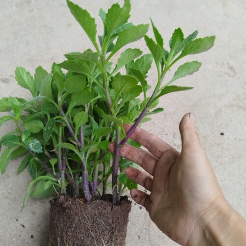 片仔癀草苗盆栽新鲜真品种食用有机天然去火嫩叶鲜叶清热片仔癀草