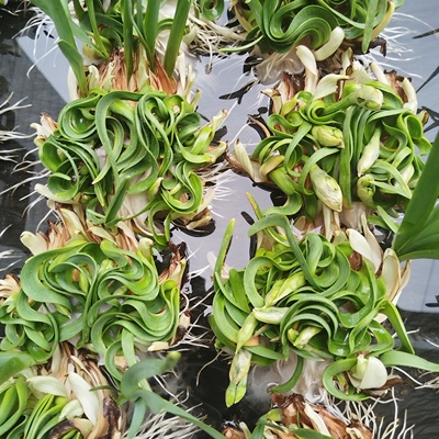 雕刻大花王水仙花种球单瓣盆栽老师傅雕刻二次修叶造型重瓣年宵花