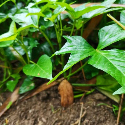 10棵装广西食叶型地瓜红薯绿植盆栽苗发货红苕尖苗种植藤番薯叶