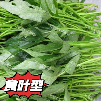 带根红薯苗五叉叶吃叶红薯苗食叶型红苕叶番薯叶地瓜叶包邮