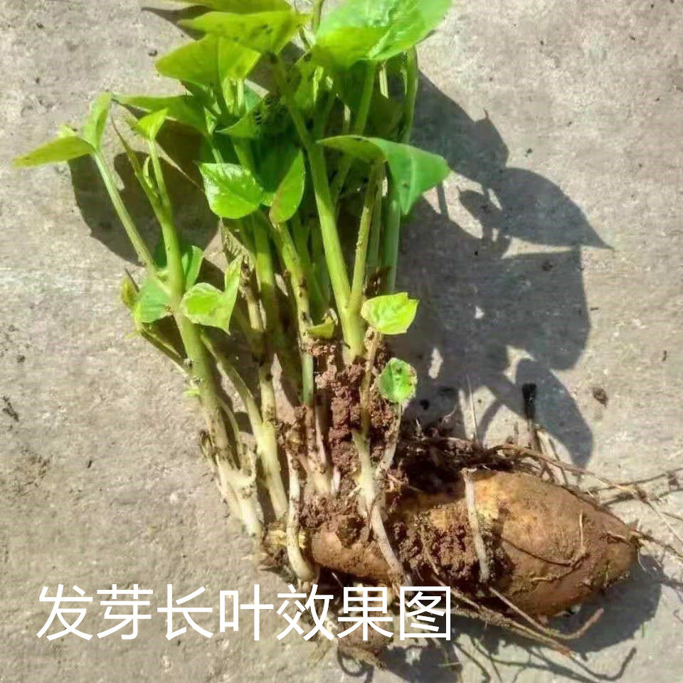 现挖福薯18号叶用型种薯专吃叶子地瓜种子红薯种红苕种育苗专用