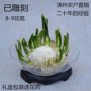 【10花苞】漳州雕刻水仙花矮化种球室内水培开花春节香味植物年花