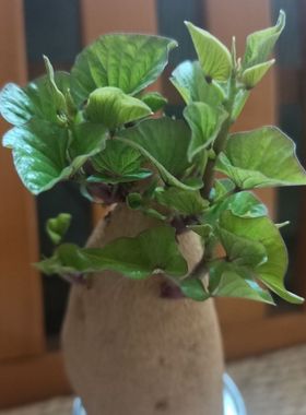 带芽红薯地瓜叶带芽发货 可水培盆栽 土培阳台庭院种植 亲子体验