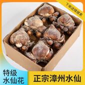 可雕刻漳州水仙花种球室内阳台盆栽特级花好养活耐寒花卉植物种子