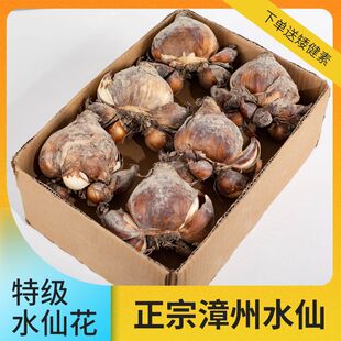 可雕刻漳州水仙花种球室内阳台盆栽特级花好养活耐寒花卉植物种子