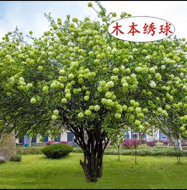 中华木绣球 斗球 喜光庭院花园地栽观赏性木本植物花卉耐热耐寒