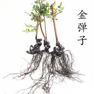 介意慎拍 不包活 金弹子拍品链接 一物一拍