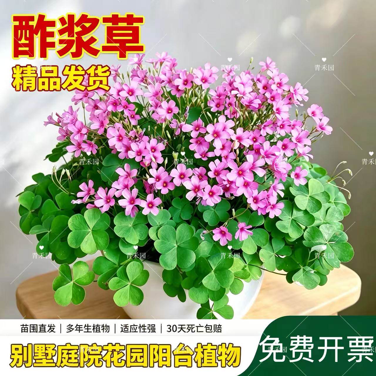 青禾园酢浆草盆栽耐寒耐旱好养