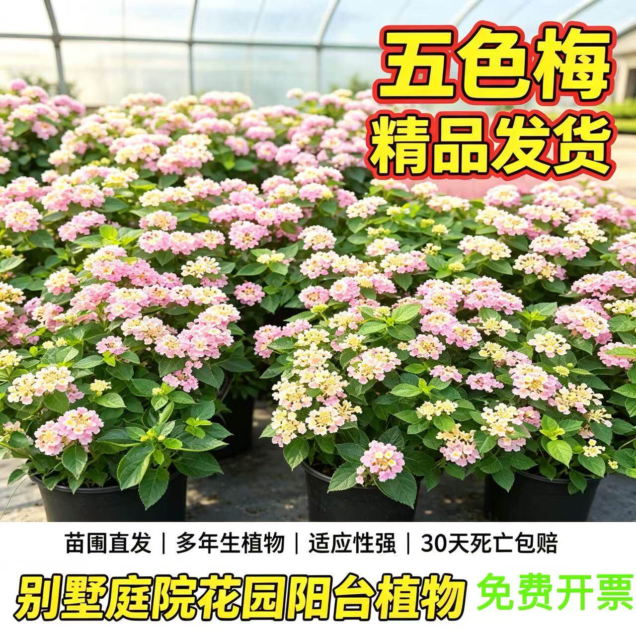 五色梅盆栽马缨丹耐热耐晒花期