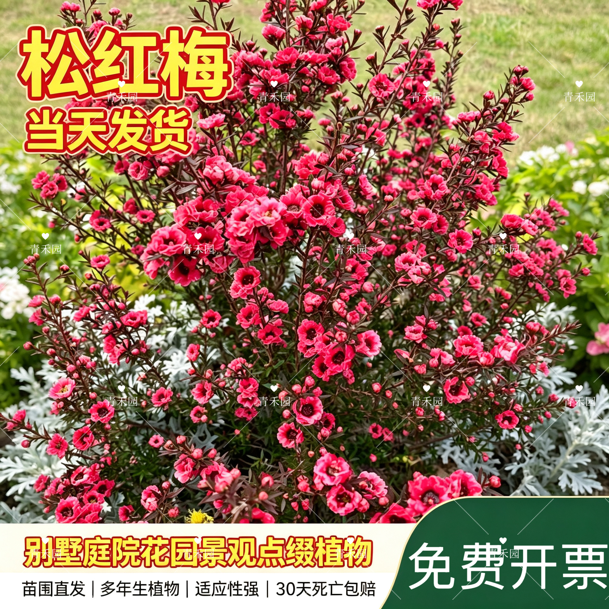 青禾园松红梅小木槿耐寒耐旱盆栽