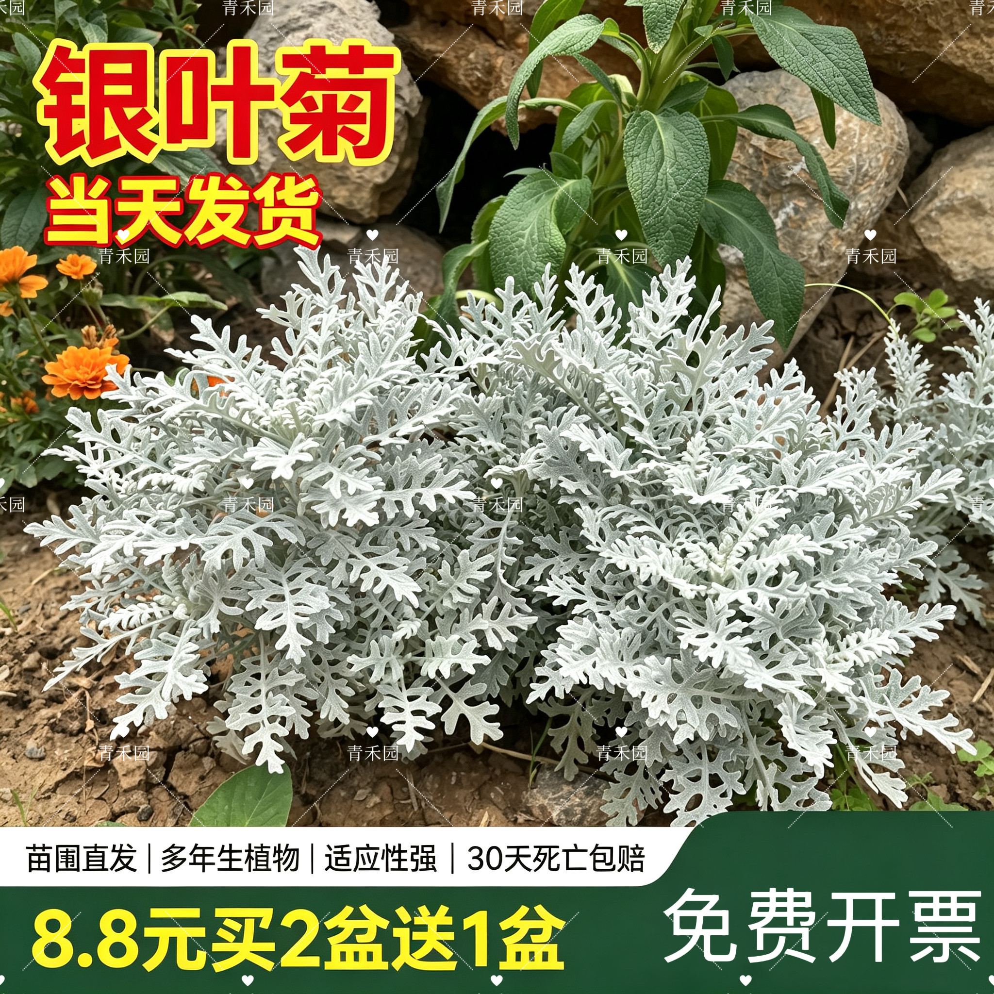 银叶菊银香菊盆栽耐寒好养多年生
