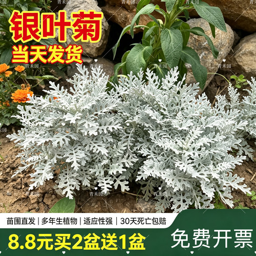 银叶菊银香菊盆栽耐寒好养多年生