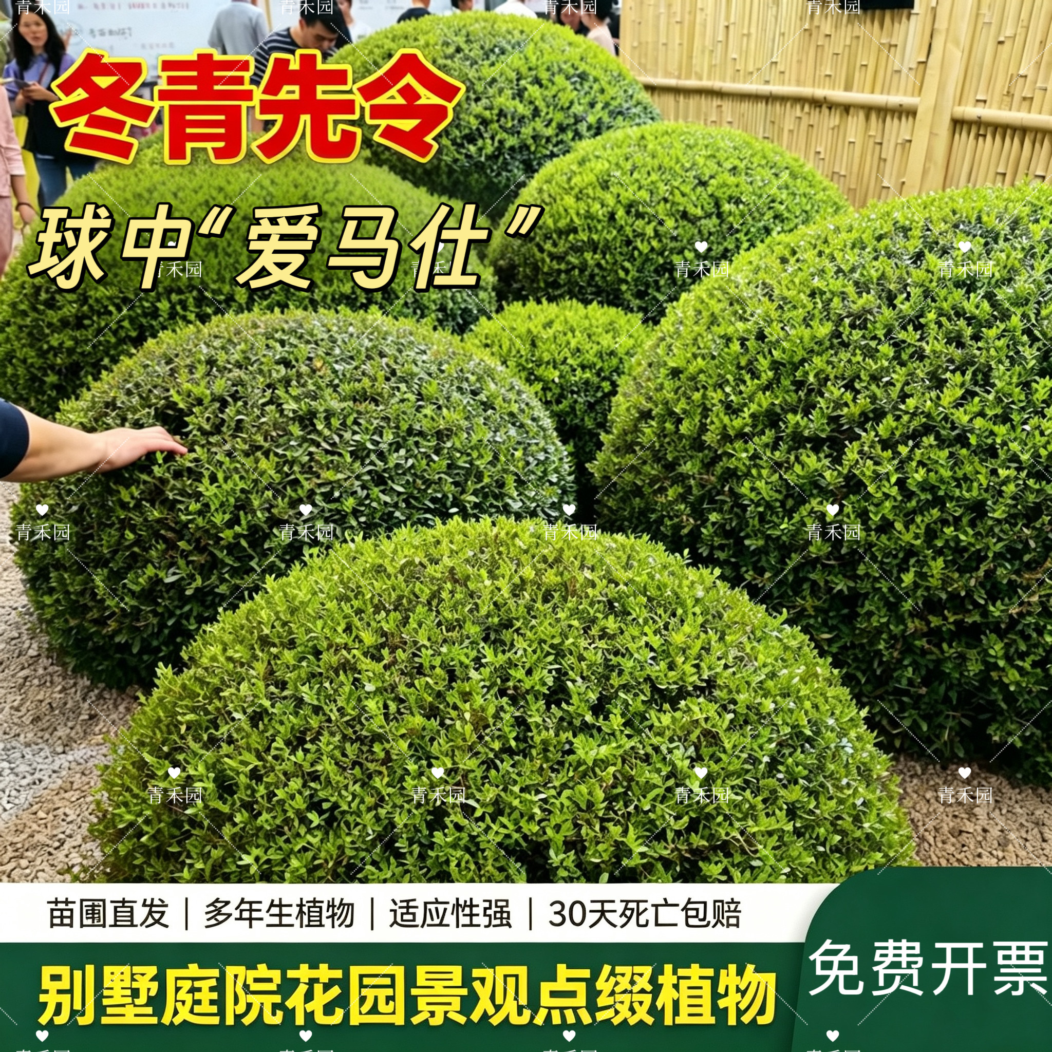 冬青先令盆栽耐寒耐热常绿庭院阳台绿植花镜球形造型多年生耐修剪