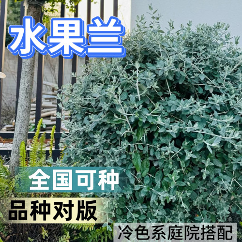 水果兰盆栽庭院花镜耐寒常绿植物