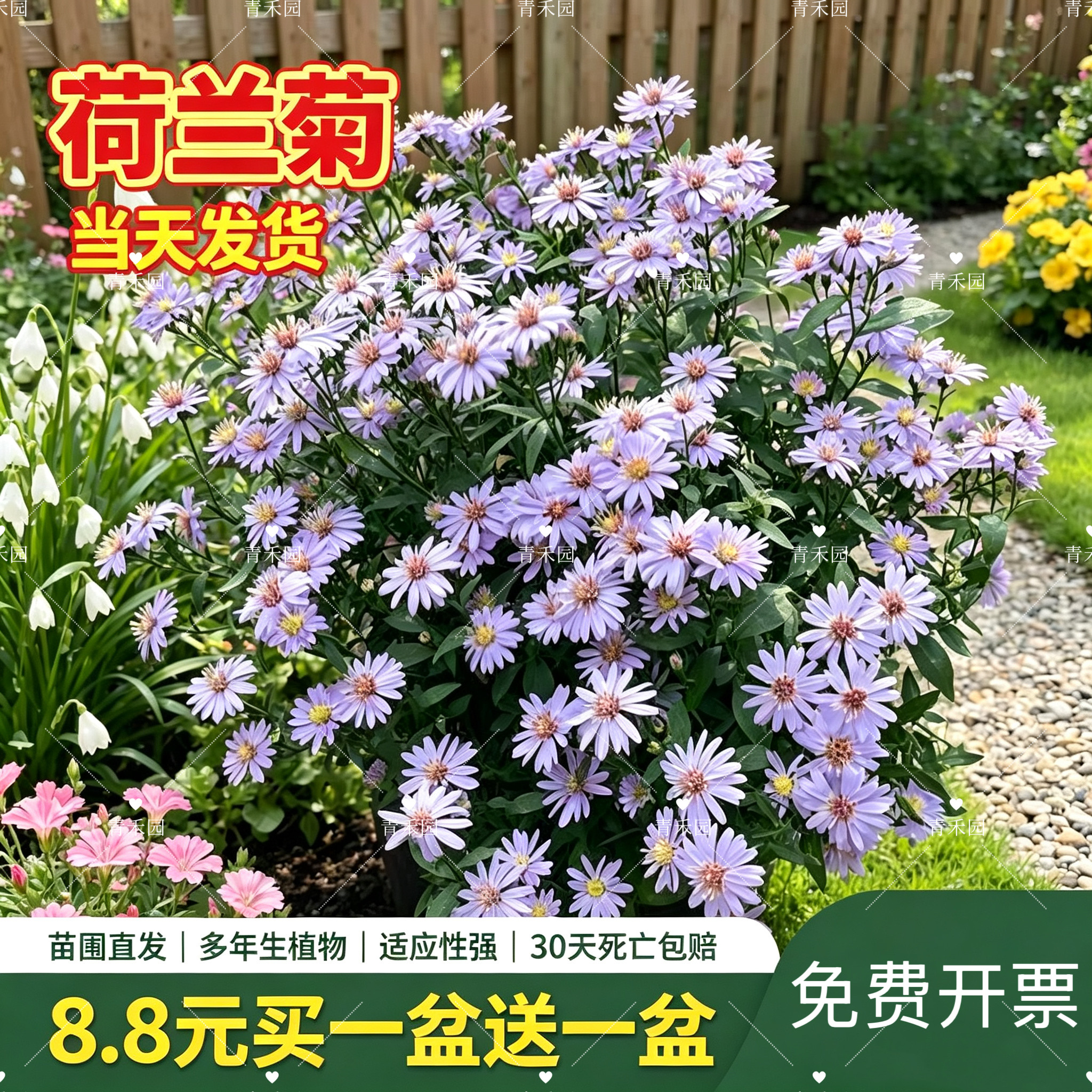 青禾园荷兰菊耐寒耐旱好养
