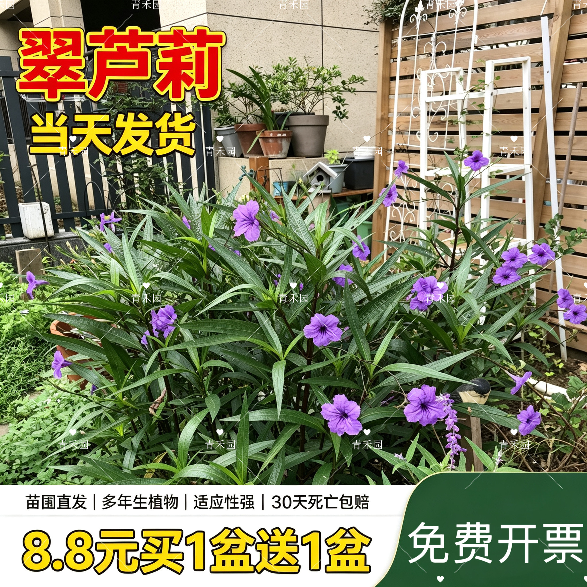 翠芦莉盆栽耐寒耐热花园阳台花卉